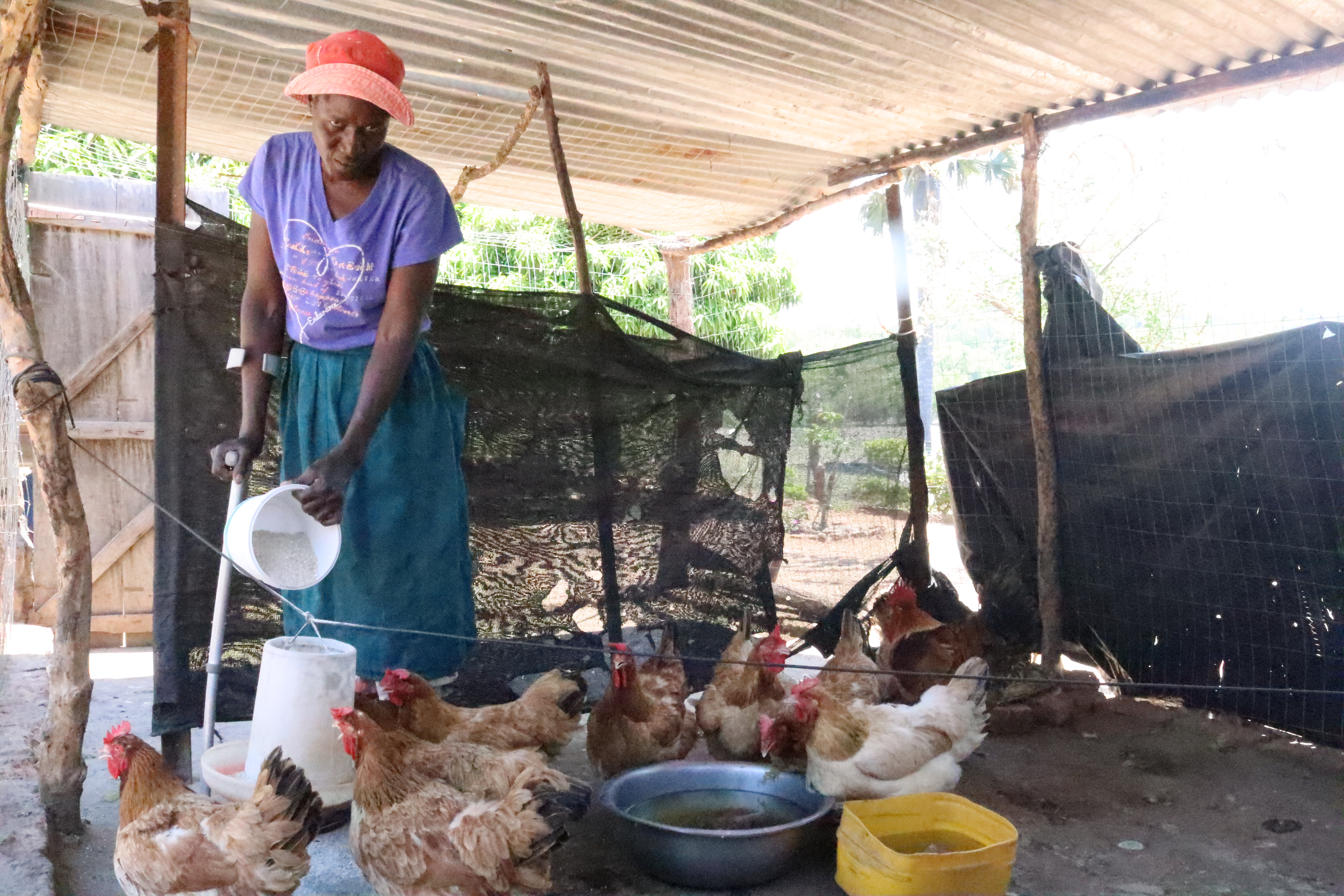 Woman feeding her chickens. 