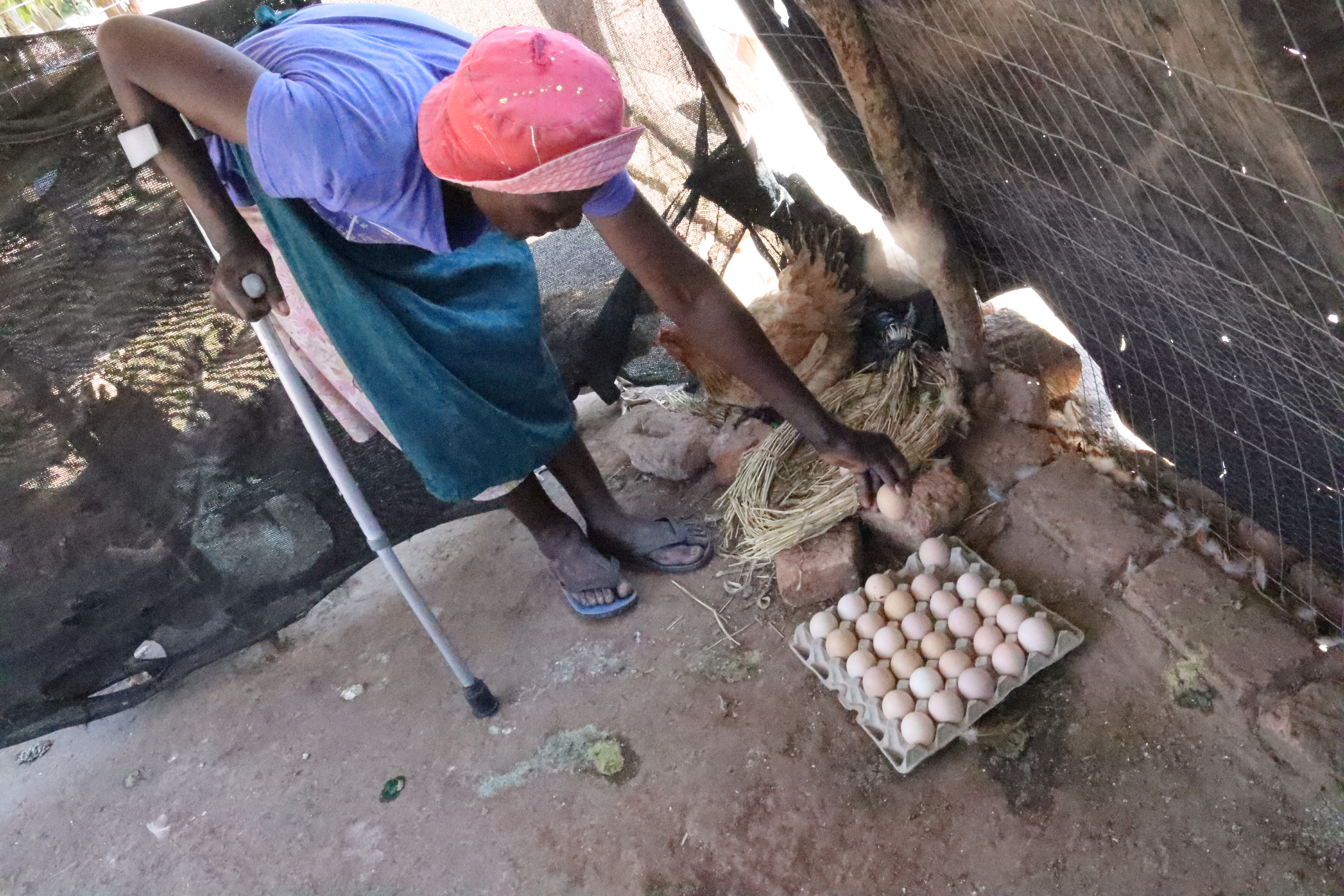 Woman picking up chicken eggs
