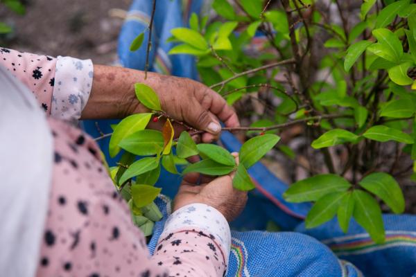 Organic Plantation Coca Plants Peruvian Jungle