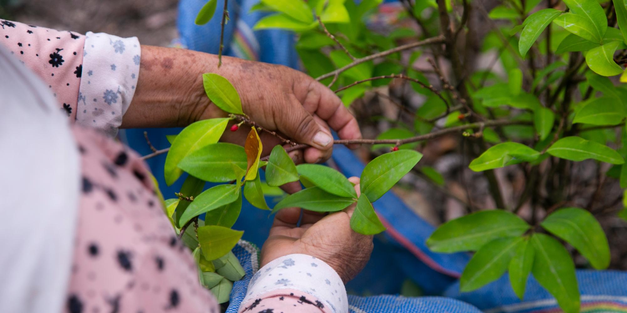 Organic Plantation Coca Plants Peruvian Jungle