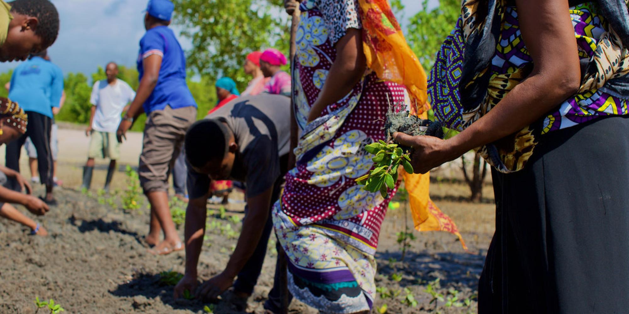 Community members planting seedlings together in a field